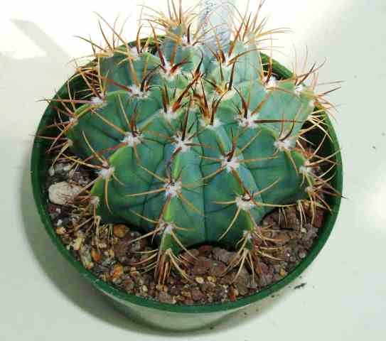 Melocactus_seabrensis